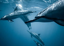 华体会——开启您的尊享体育新体验